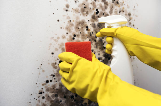 Best Residential Mold Remediation in Crownsville, MD