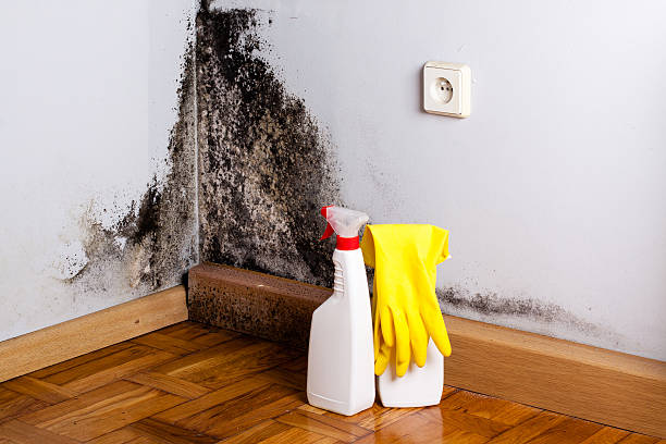 Best Black Mold Remediation in Crownsville, MD