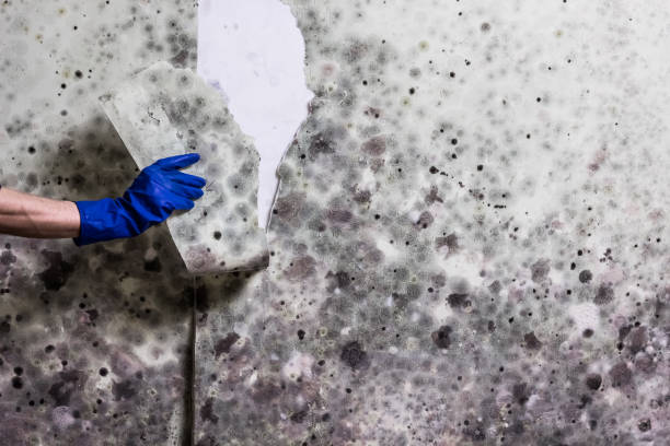 Best Health and Safety Mold Remediation in Crownsville, MD
