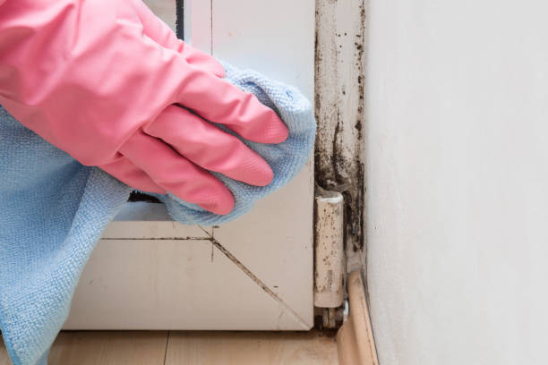 Best Residential Mold Remediation in Crownsville, MD