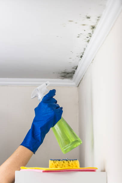 Best Commercial Mold Remediation in Crownsville, MD